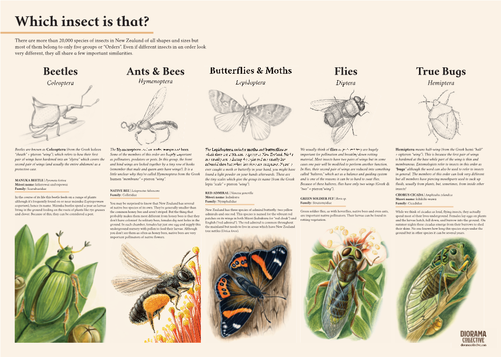 Which Insect Is That-Poster-Mockup-1.Indd