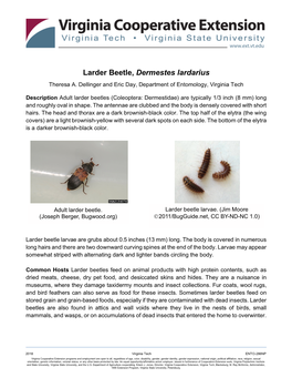 Larder Beetle, Dermestes Lardarius Theresa A