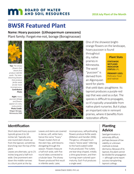 Read More About Hoary Puccoon (Pdf)