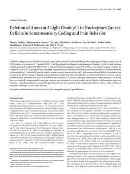 Deletion of Annexin 2 Light Chain P11 in Nociceptors Causes Deficits in Somatosensory Coding and Pain Behavior