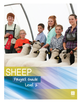 Sheep – Level 2