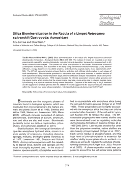 Silica Biomineralization in the Radula of a Limpet