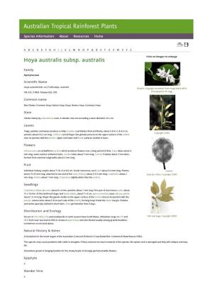 Hoya Australis Subsp. Australis Click on Images to Enlarge