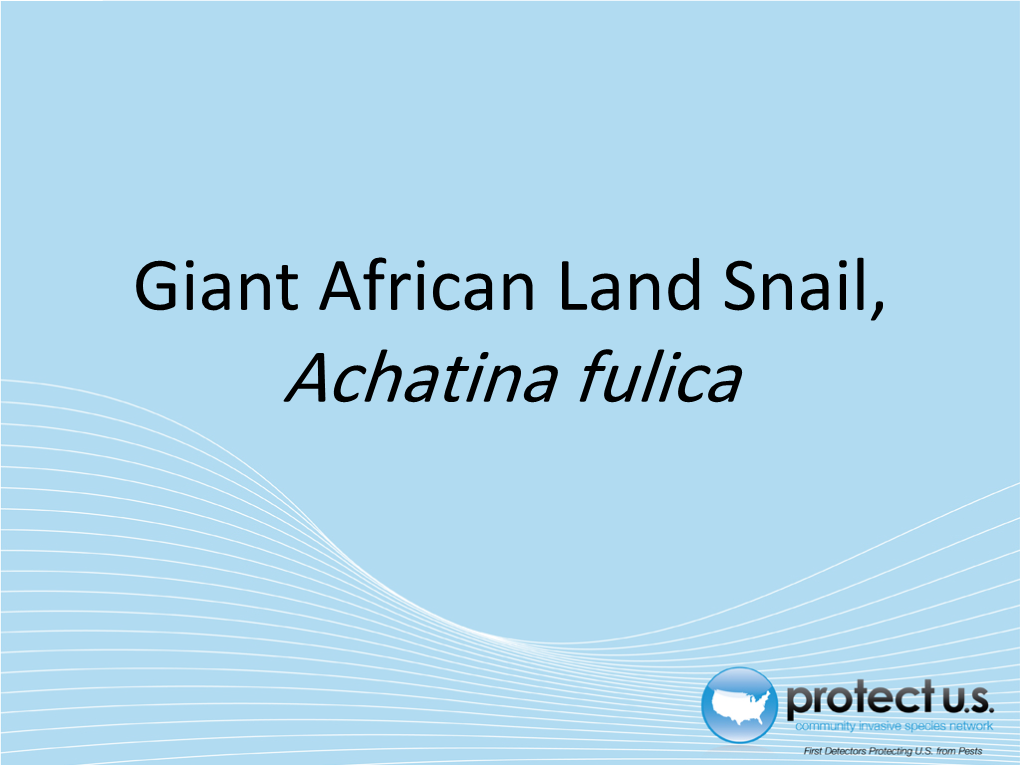 Achatina Fulica Background