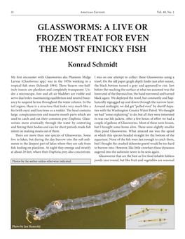 GLASSWORMS: a LIVE OR FROZEN TREAT for EVEN the MOST FINICKY FISH Konrad Schmidt