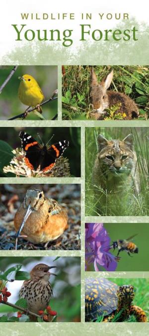 Wildlife in Your Young Forest.Pdf