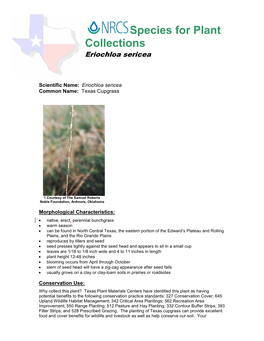 Species for Plant Collections, Texas Cupgrass (Eriochloa Sericea)