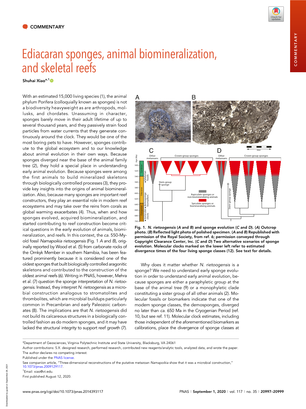 Ediacaran Sponges, Animal Biomineralization, and Skeletal Reefs COMMENTARY Shuhai Xiaoa,1