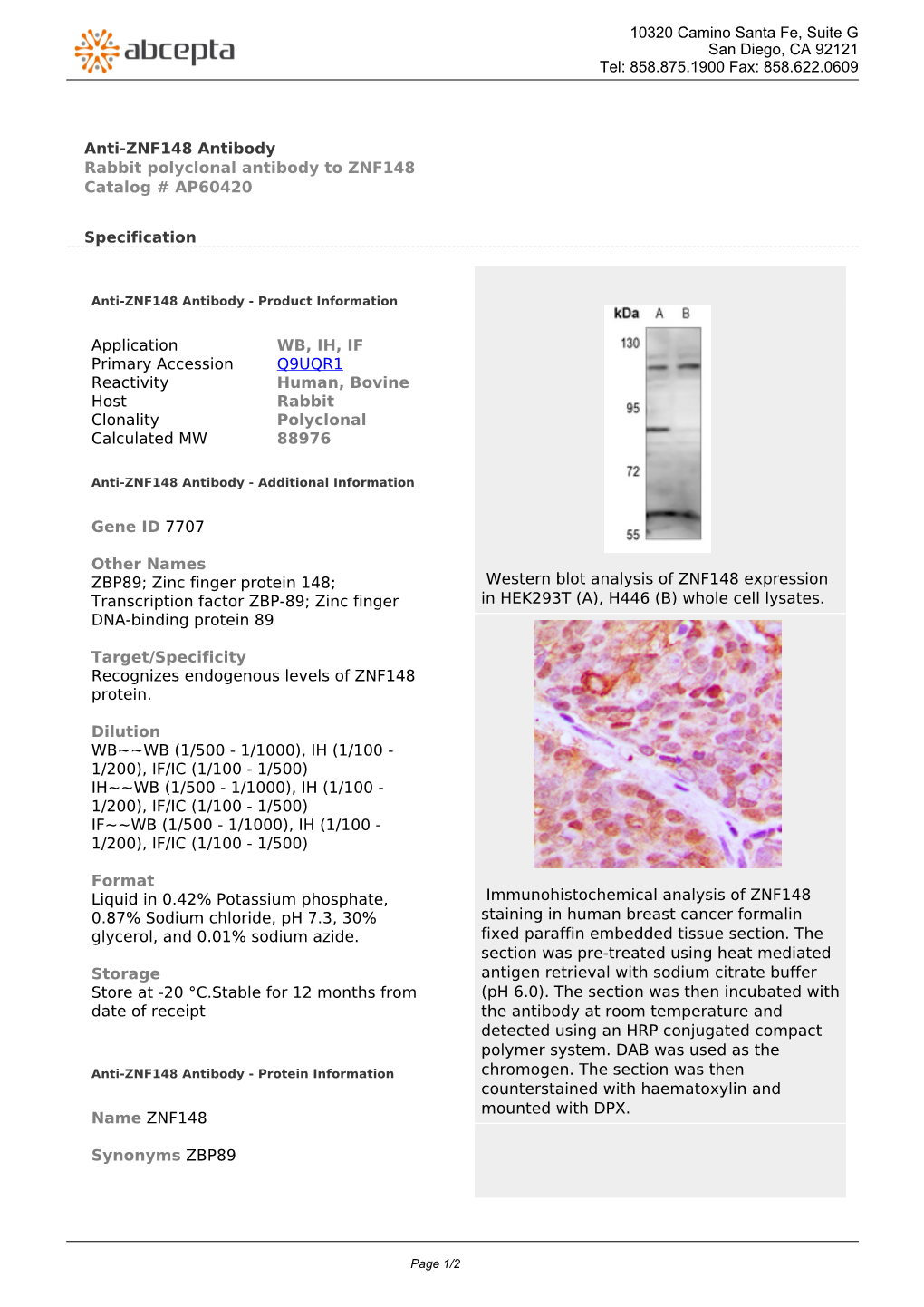 Anti-ZNF148 Antibody Rabbit Polyclonal Antibody to ZNF148 Catalog # AP60420