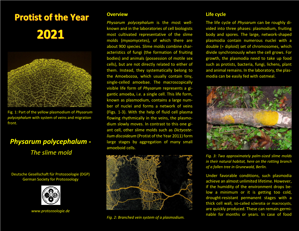 Physarum Polycephalum - Large Stages by Aggregation of Many Small Amoeboid Cells