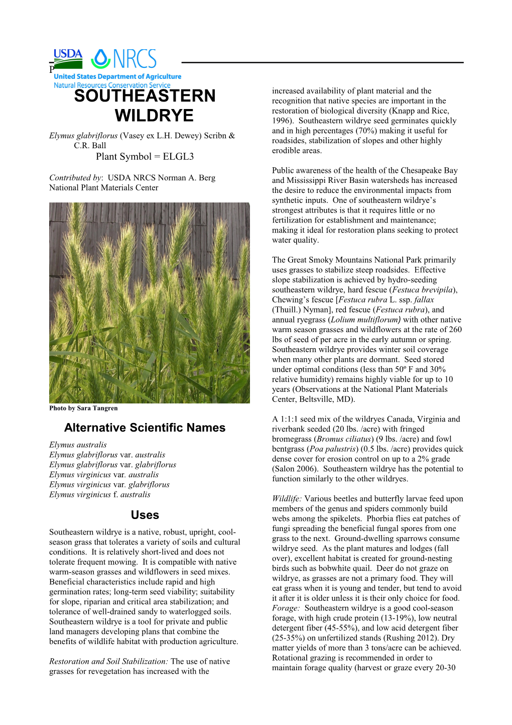 Southeastern Wildrye (Elymus Glabriflorus) Plant Guide