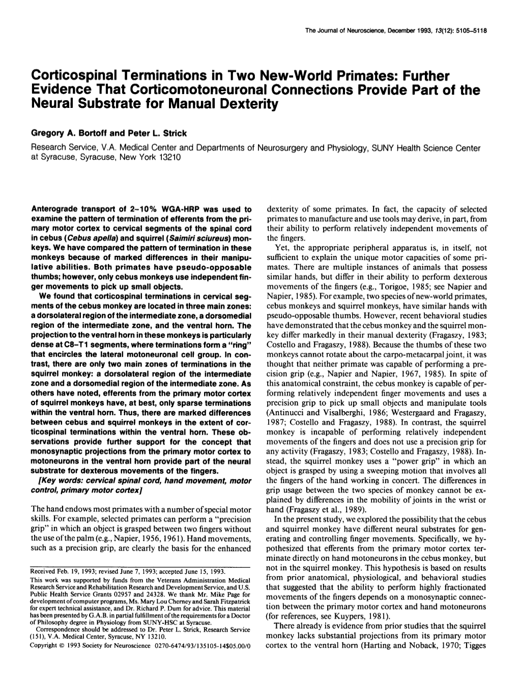 Corticospinal Terminations in Two New-World Primates: Further Evidence That Corticomotoneuronal Connections Provide Part of the Neural Substrate for Manual Dexterity