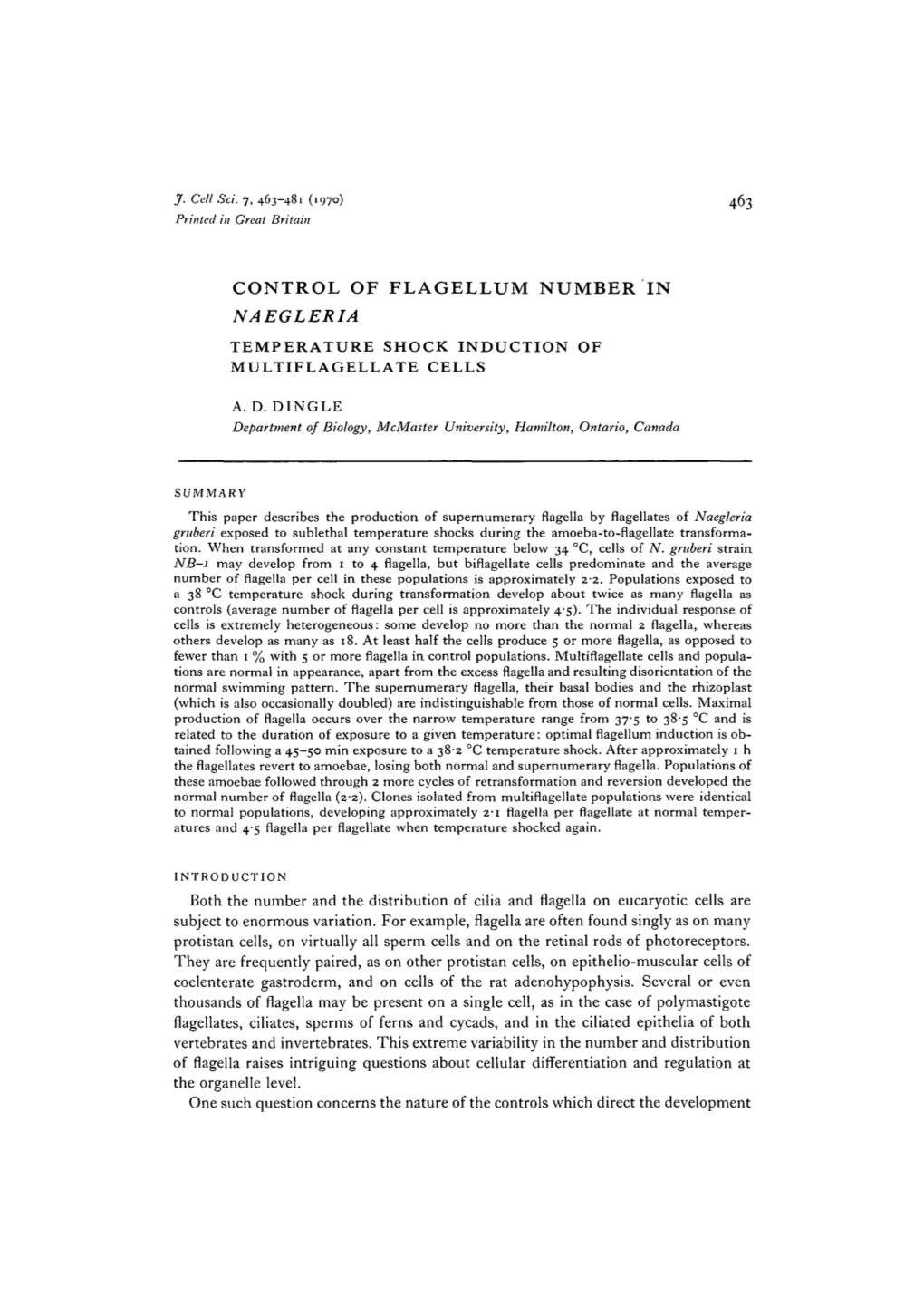 Control of Flagellum Number in Naegleria Temperature Shock Induction of Multiflagellate Cells