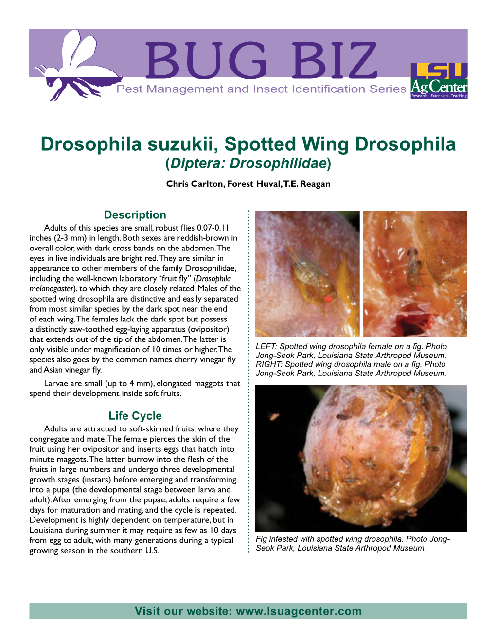 Drosophila Suzukii, Spotted Wing Drosophila (Diptera: Drosophilidae) Chris Carlton, Forest Huval, T.E