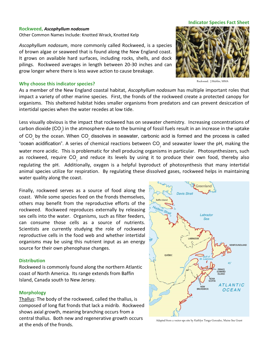 Indicator Species Fact Sheet Ascophyllum Nodosum, More