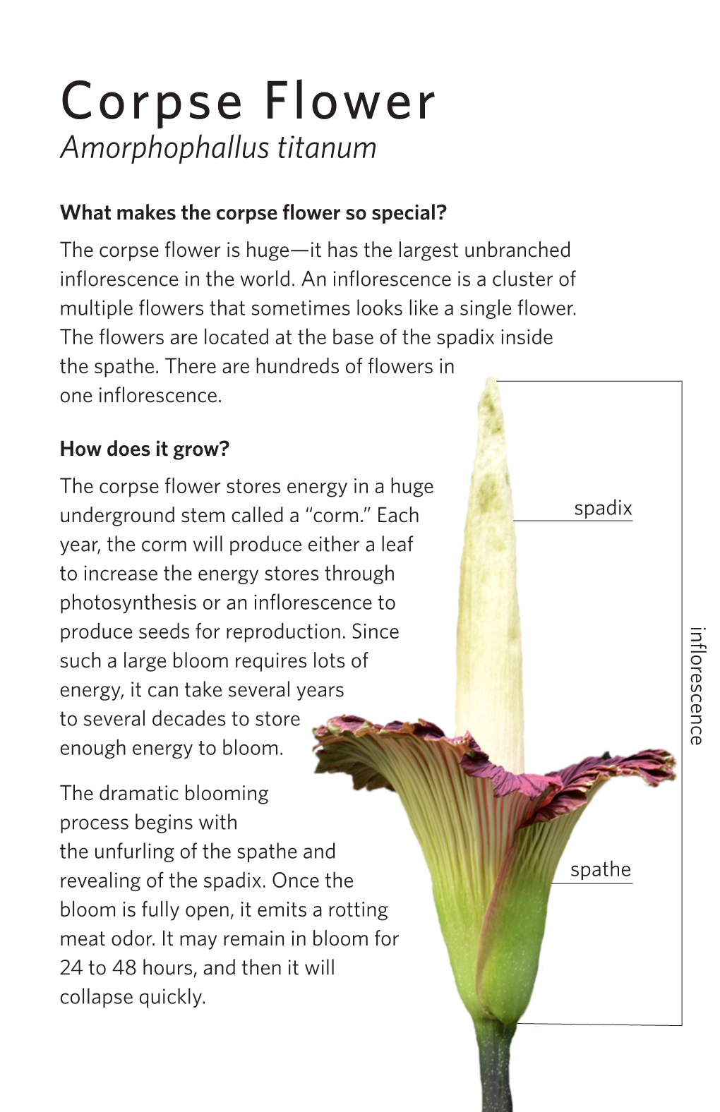 Corpse Flower Amorphophallus Titanum