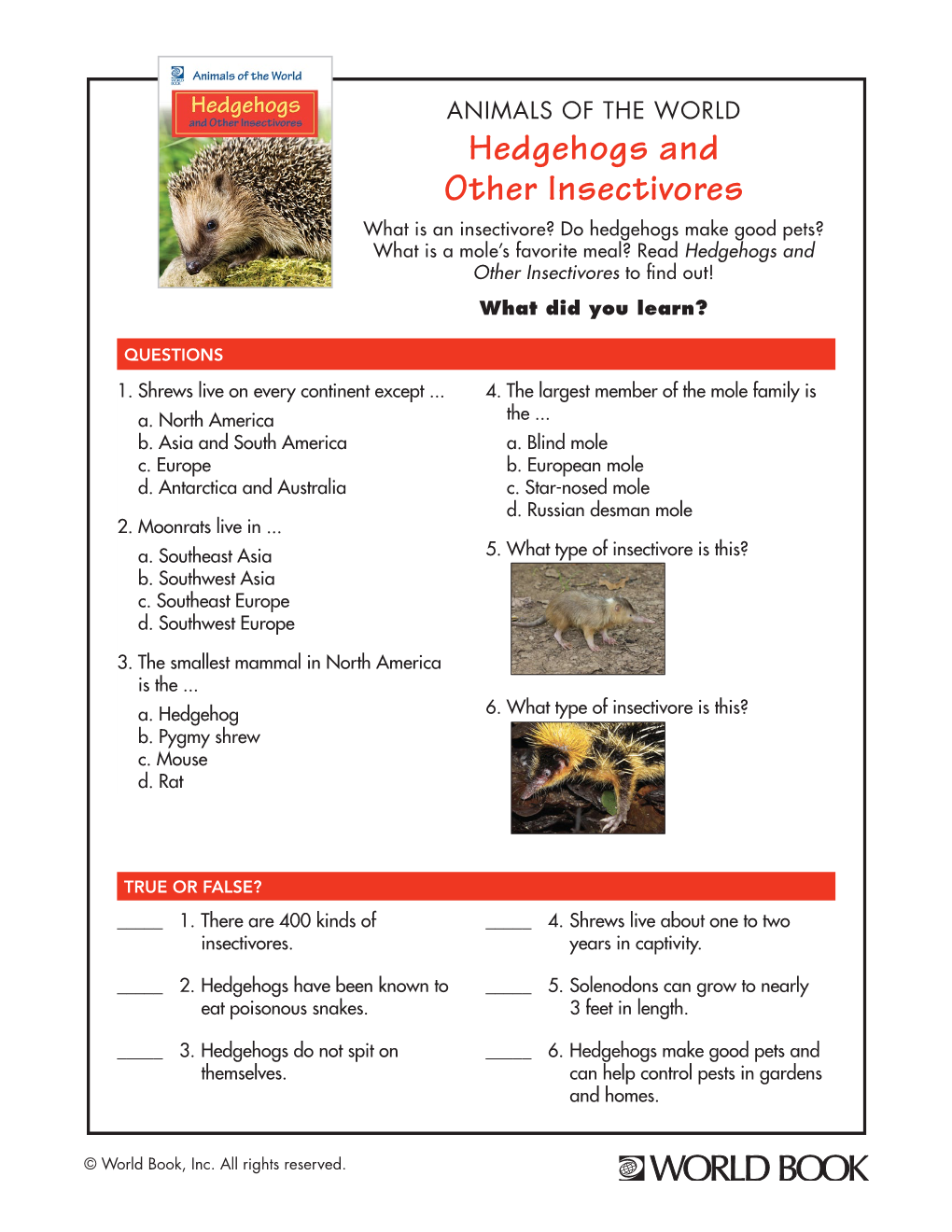 Hedgehogs and Other Insectivores