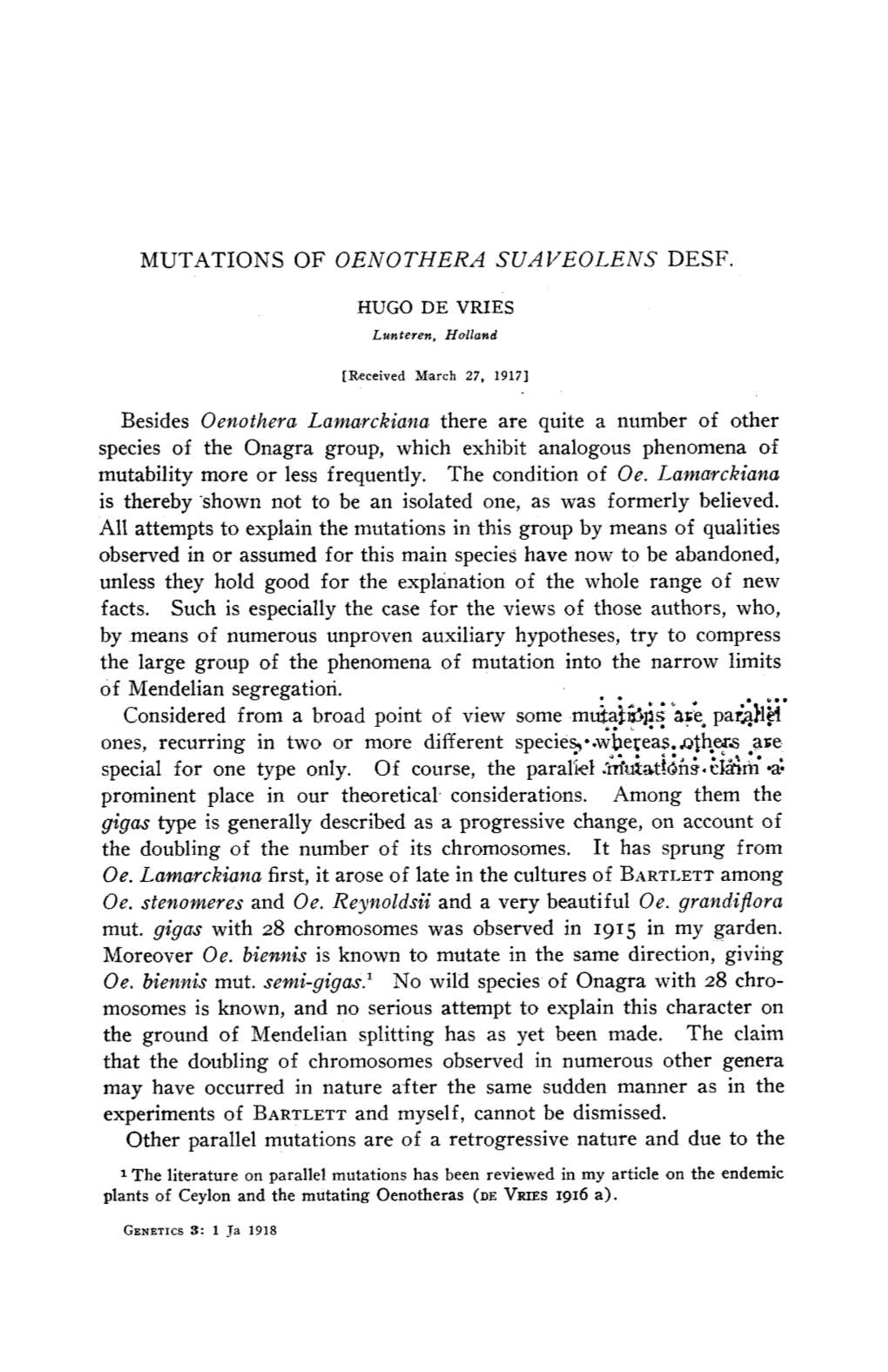 Mutations of Oenothera Suaveolens Desf