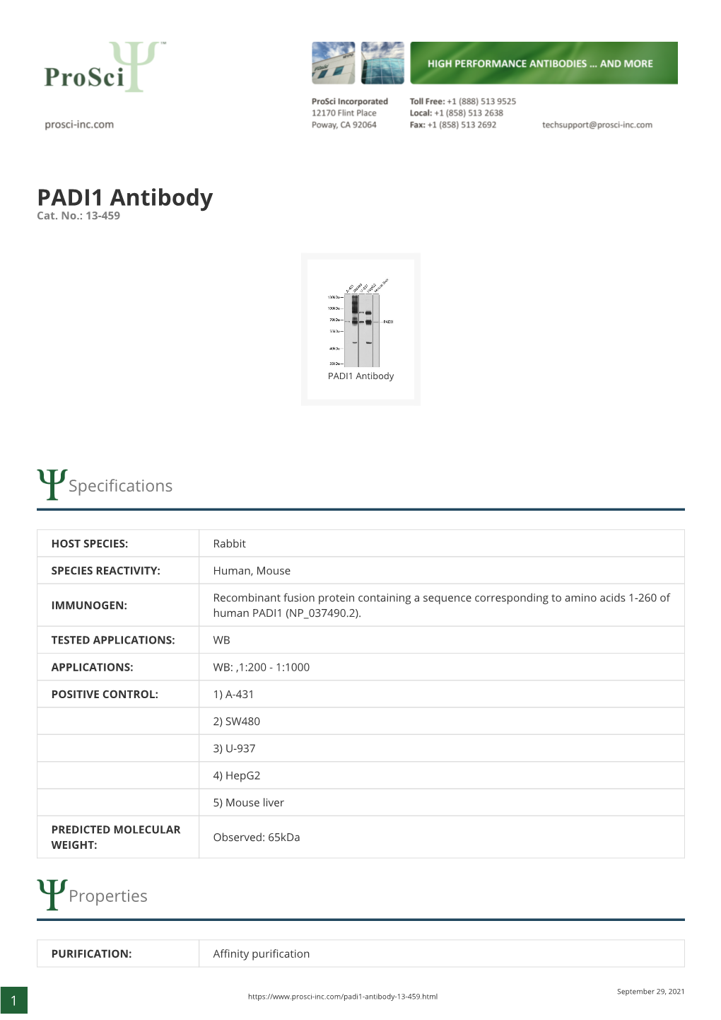 PADI1 Antibody Cat