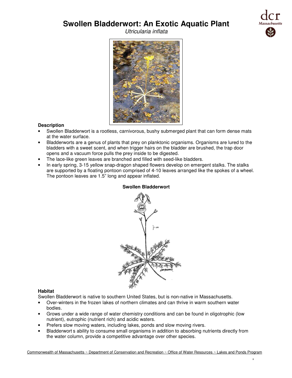 Swollen Bladderwort: an Exotic Aquatic Plant Utricularia Inflata