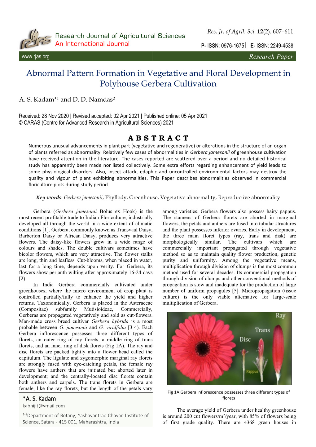 Abnormal Pattern Formation in Vegetative and Floral Development in Polyhouse Gerbera Cultivation