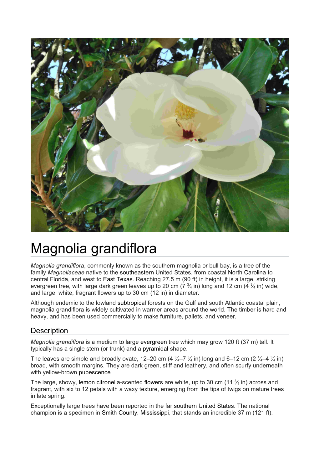 Magnolia Grandiflora