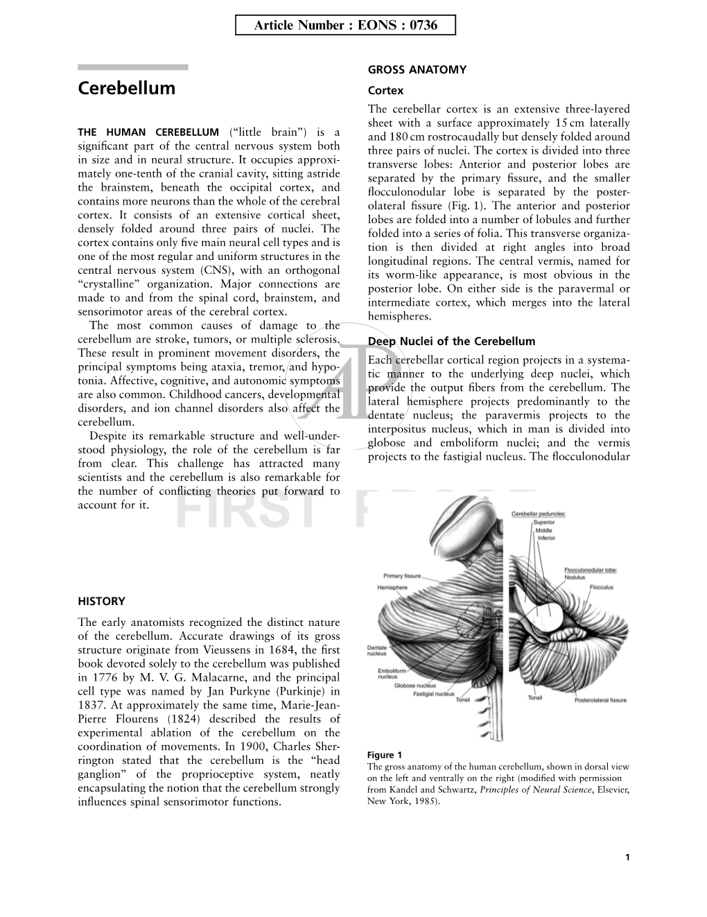 FIRST PROOF Cerebellum