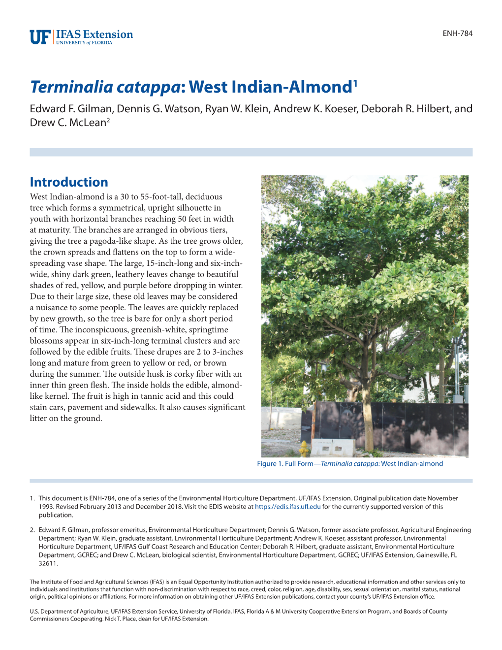 Terminalia Catappa: West Indian-Almond1 Edward F