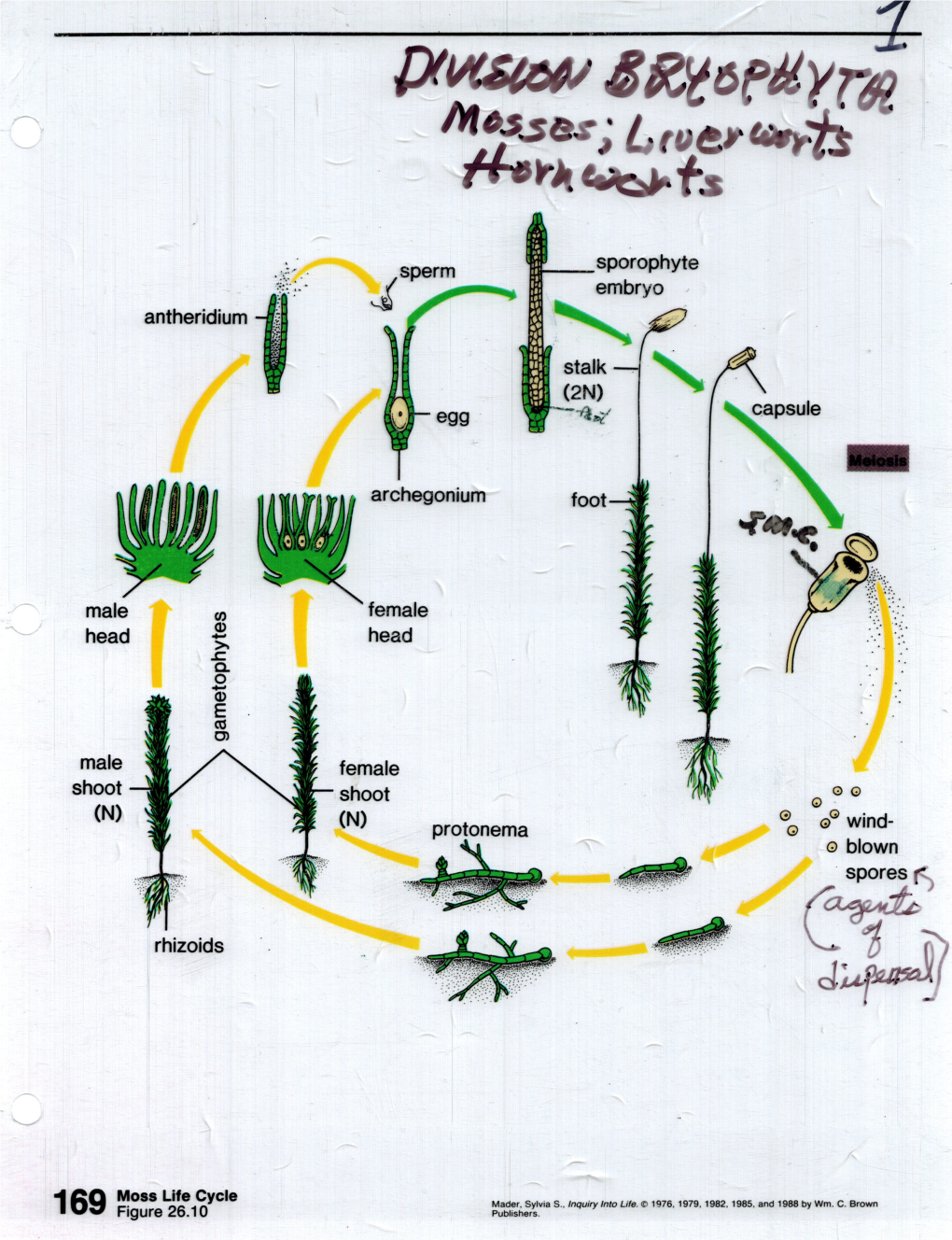 02-Bryophyta-2.Pdf