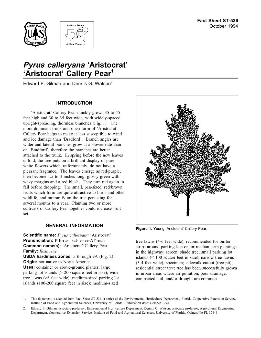 Pyrus Calleryana 'Aristocrat' 'Aristocrat' Callery Pear