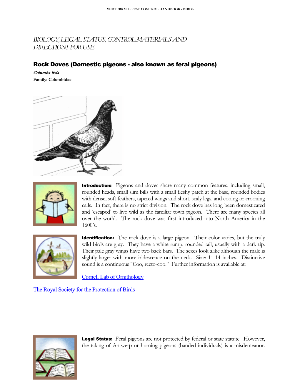 Rock Doves (Domestic & Feral Pigeons)