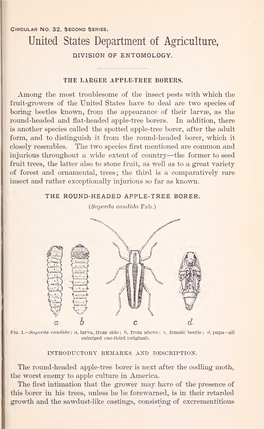 The Larger Apple-Tree Borers