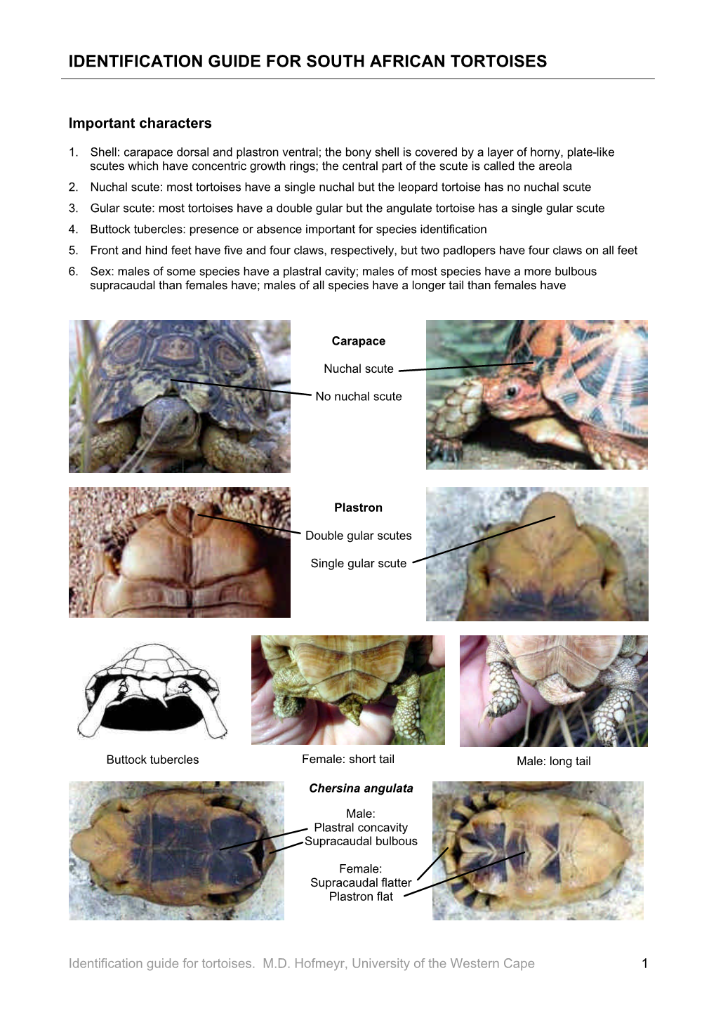 Tortoise Identification Guide - DocsLib