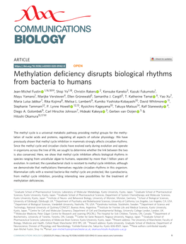 Methylation Deficiency Disrupts Biological Rhythms from Bacteria To