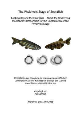 The Phylotypic Stage of Zebrafish