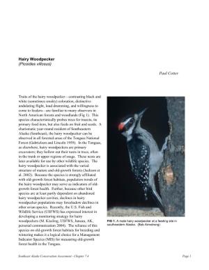 Hairy Woodpecker (Picoides Villosus)