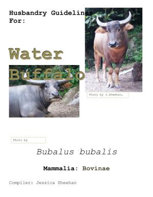 Water Buffalo (Bubalus Bubalis) Is a Large, Bovine Animal, Frequently Used As Livestock