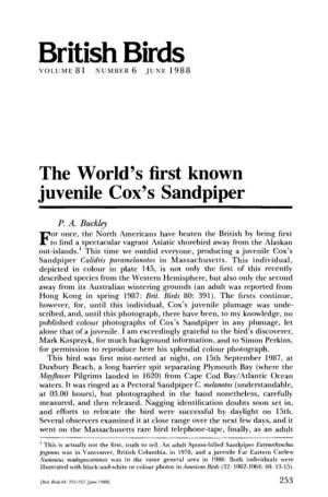 The World's First Known Juvenile Cox's Sandpiper