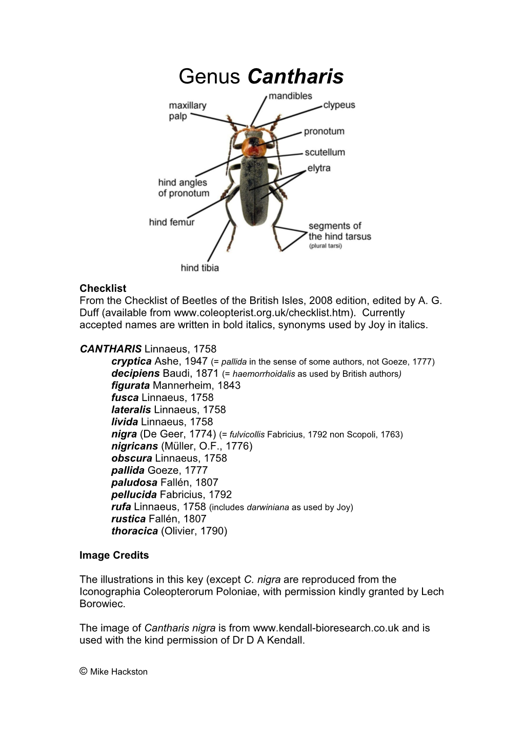 Genus Cantharis