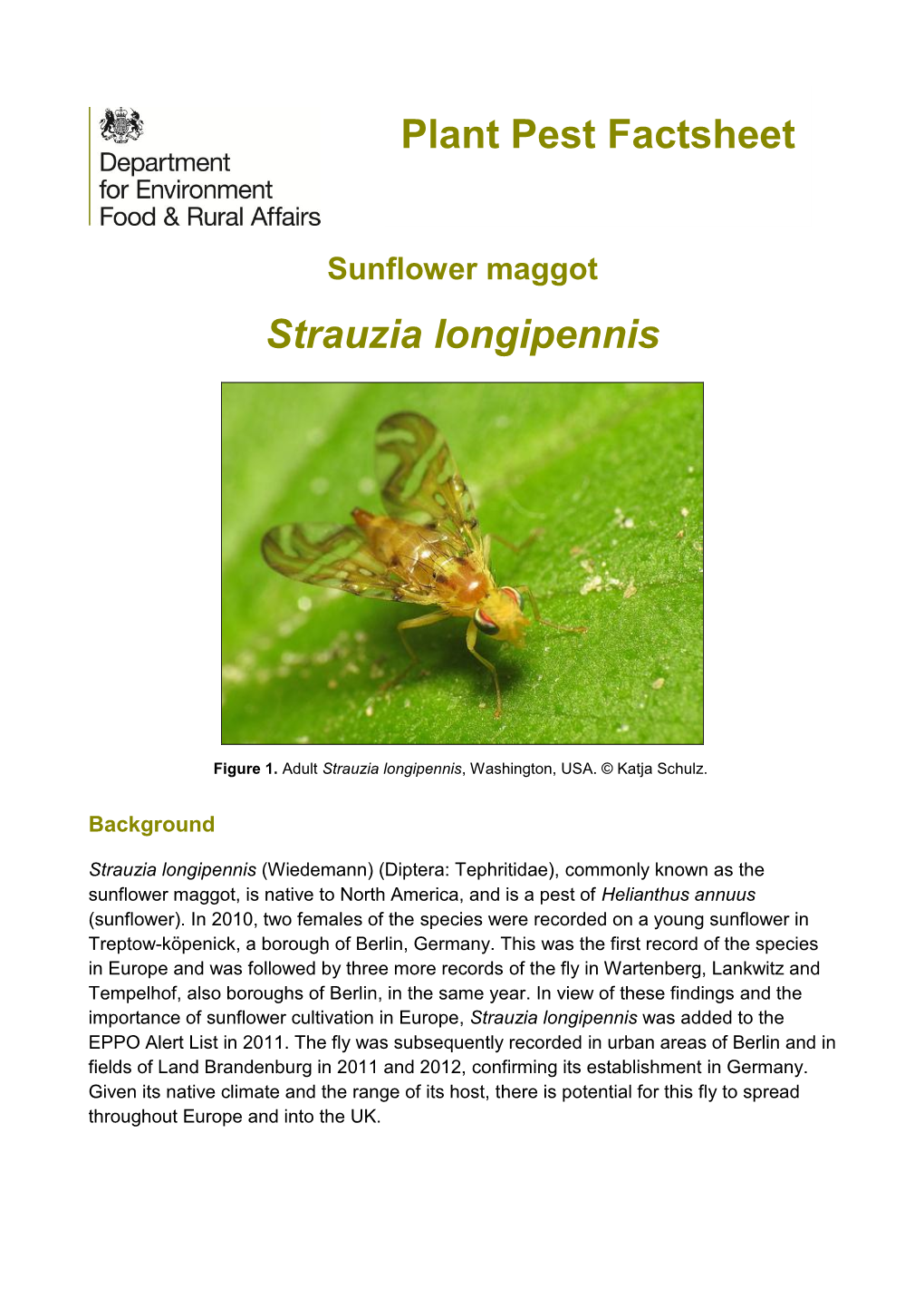 Sunflower Maggot: Strauzia Longipennis