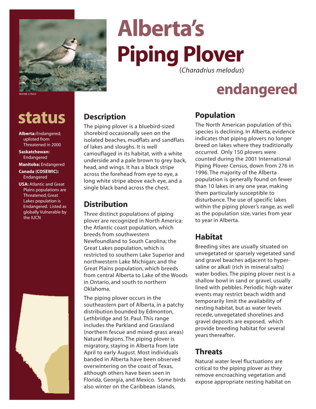 Albertas Piping Plover