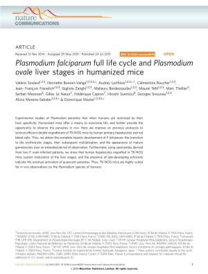 Plasmodium Falciparum Full Life Cycle and Plasmodium Ovale Liver Stages in Humanized Mice
