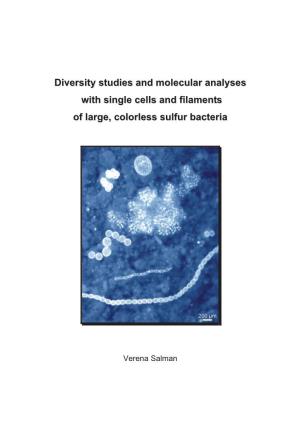 Diversity Studies and Molecular Analyses with Single Cells and Filaments of Large, Colorless Sulfur Bacteria