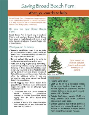 Broad Beech Fern: What You Can Do to Help Broad Beech Fern (Phegopteris Hexagonoptera) Is an Understorey Species of Deciduous Forests