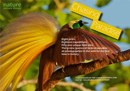 Magnificent Bird-Of-Paradise – Cicinnurus Magnificus