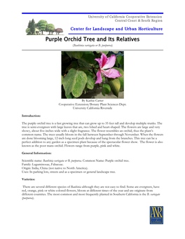 Purple Orchid Tree and Its Relatives (Bauhinia Variegata Or B