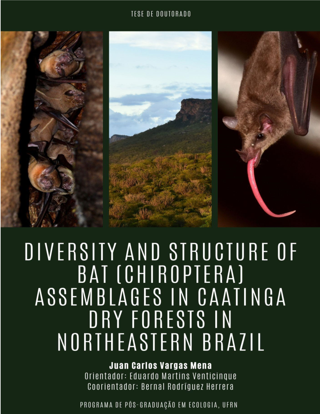 Diversity and Structure of Bat (Chiroptera) Assemblages