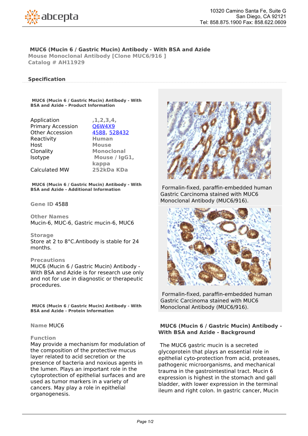 MUC6 (Mucin 6 / Gastric Mucin) Antibody - with BSA and Azide Mouse Monoclonal Antibody [Clone MUC6/916 ] Catalog # AH11929