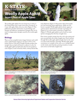 MF3546 Woolly Apple Aphid