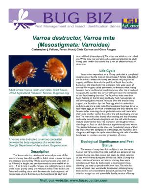 Varroa Destructor, Varroa Mite Mesostigmata